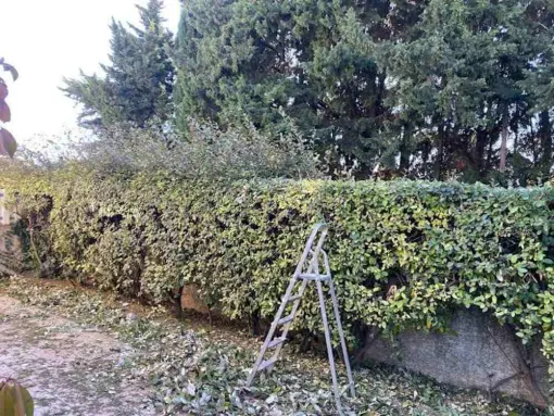 Taille de haies dans un jardin à Mauguio, Montpellier, Bruno entretient vos jardins