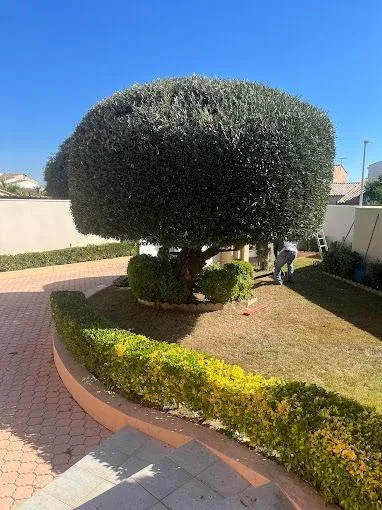 Taille des haies et arbustes à Lattes, Montpellier, Bruno entretient vos jardins