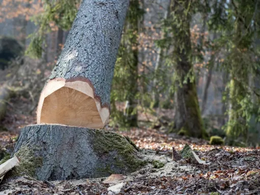 Coupe et abattage d’arbres à Mauguio, Montpellier, Bruno entretient vos jardins