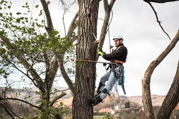 Abattre un arbre dangereux en pente, Montpellier, Bruno entretien vos jardins