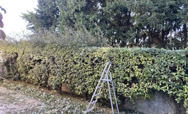 Entretien de jardin avec déduction d'impôts à La Grande-Motte, Montpellier, Bruno entretien vos jardins