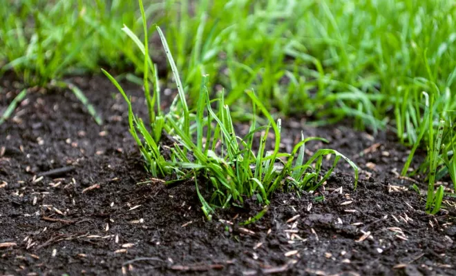 Engazonnement de terrain nu, Montpellier, Bruno entretien vos jardins