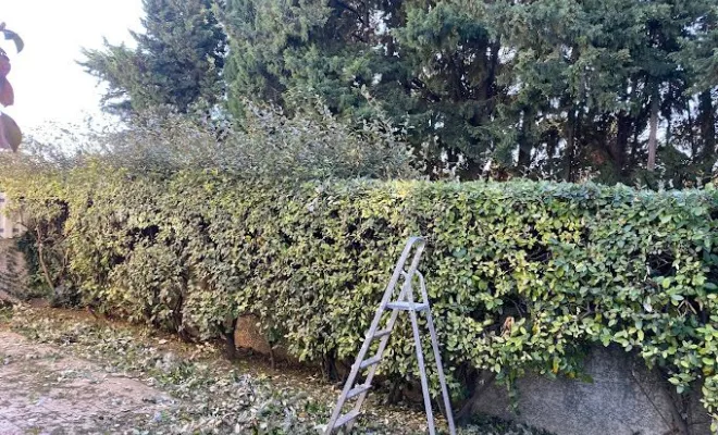 Taille de haie, Montpellier, Bruno entretient vos jardins