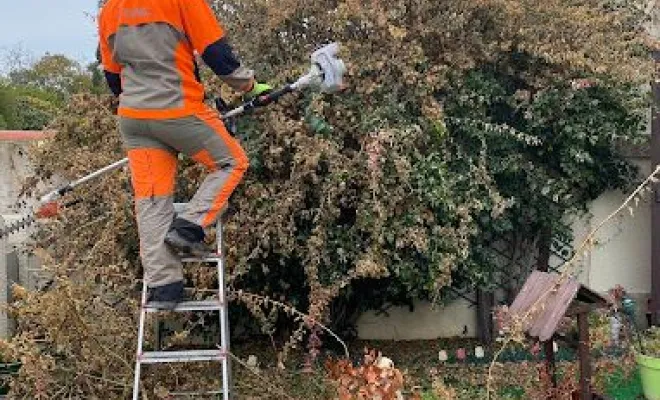 Coupe et abattage d’arbres, Montpellier, Bruno entretient vos jardins