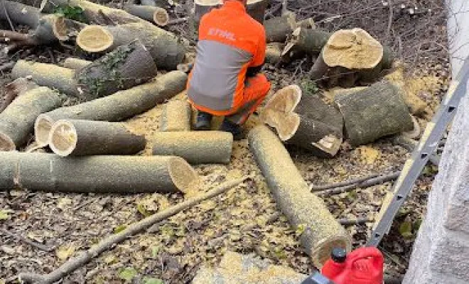Coupe et abattage d’arbres, Montpellier, Bruno entretient vos jardins