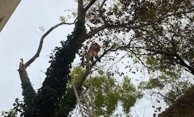 Coupe et abattage d’arbres, Montpellier, Bruno entretient vos jardins
