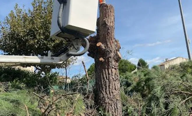 Coupe et abattage d’arbres, Montpellier, Bruno entretient vos jardins
