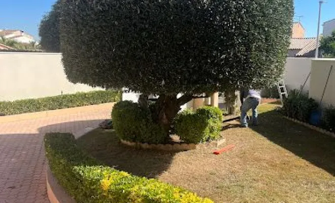Taille de haie, Montpellier, Bruno entretient vos jardins